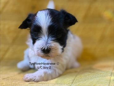 Close-up of a small black-and-white Havanese puppy lying down.