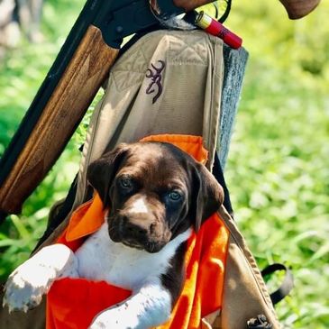 German Shorthaired Pointer Puppies