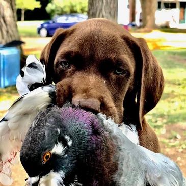 German Shorthaired Pointer Puppies