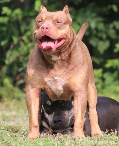 Two dogs, one standing with a happy expression, the other lying underneath.