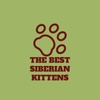 BEST KITTEN CATTERY 