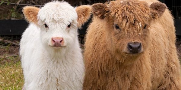 Come meet Waffles and Brownie, are two beautiful calves