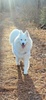 Timber Dog Homemade LLC