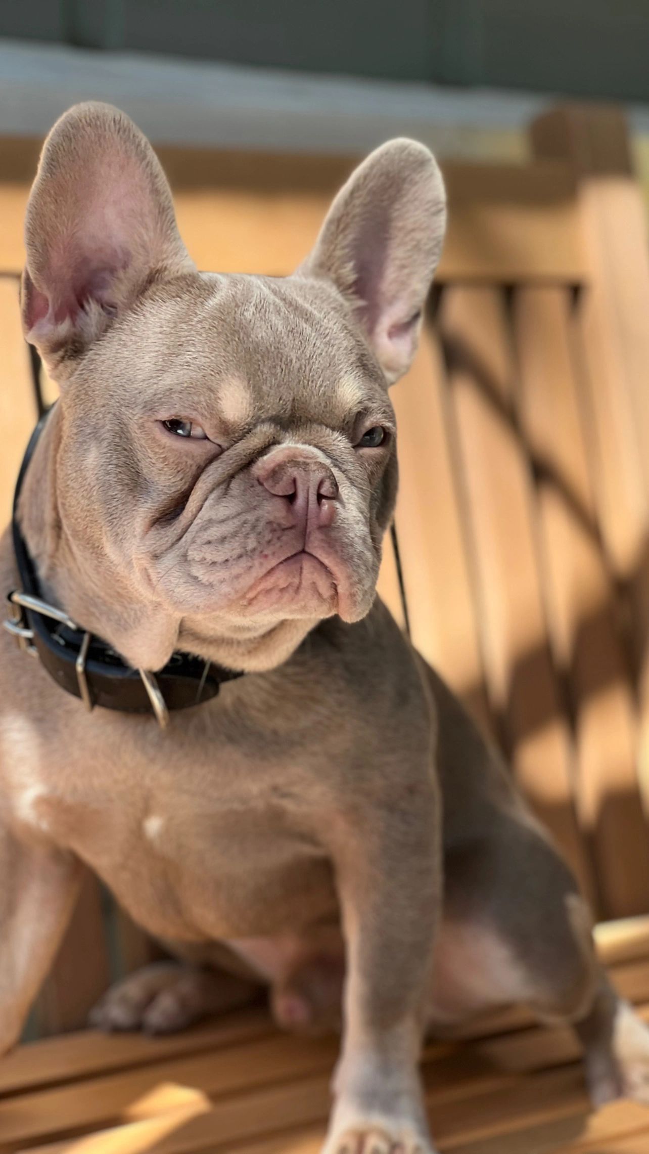 are chocolate french bulldogs akc