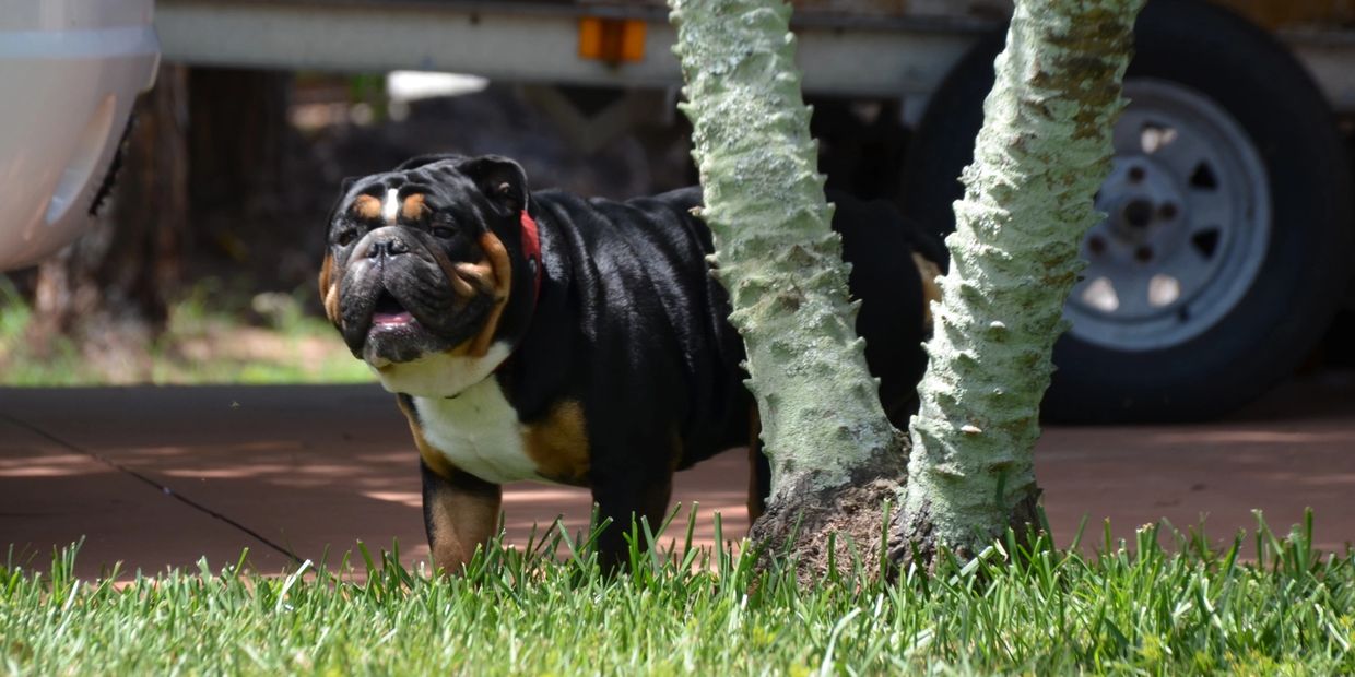 English Bulldog Breedings Childs Bulldogs