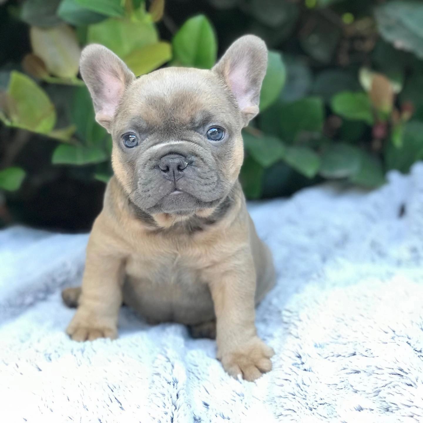 english french bulldog mix puppies