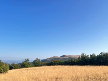 Paesaggio naturale con campo dorato e cielo sereno.