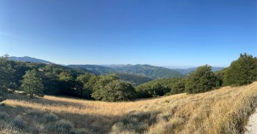Paesaggio montano con alberi e prato.