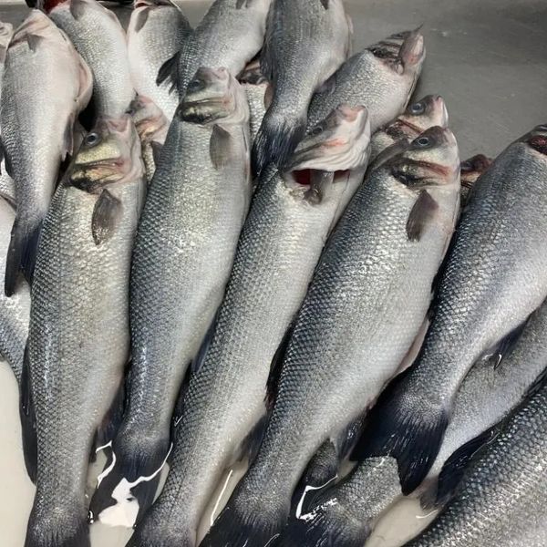 Fresh Yellow Eyes Snapper – 24/7 Seafood Distributor