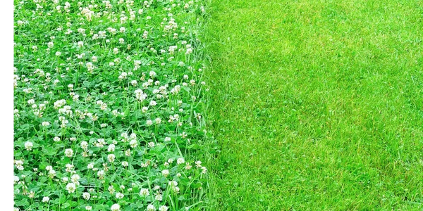 Couvre-sol écologique