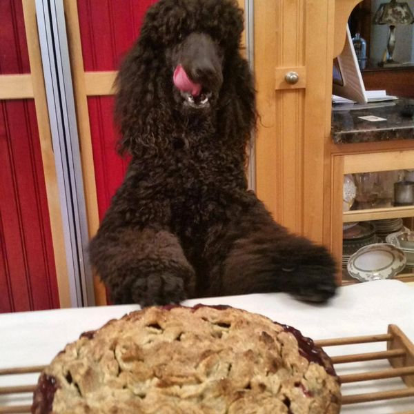 Hot Dogz Pet Spa Dog Grooming, Pet Grooming, Pet Groomer