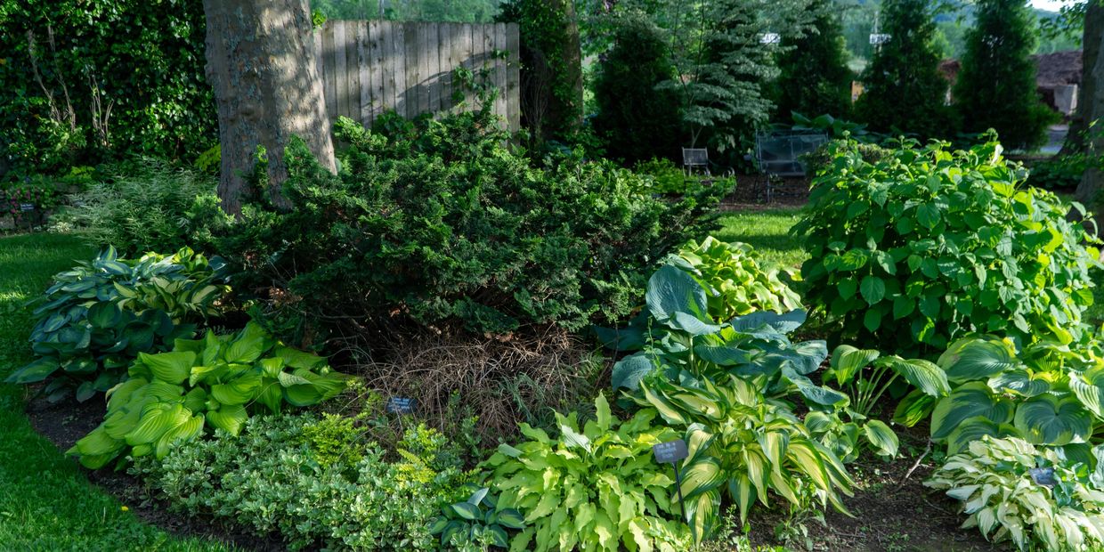 shade garden