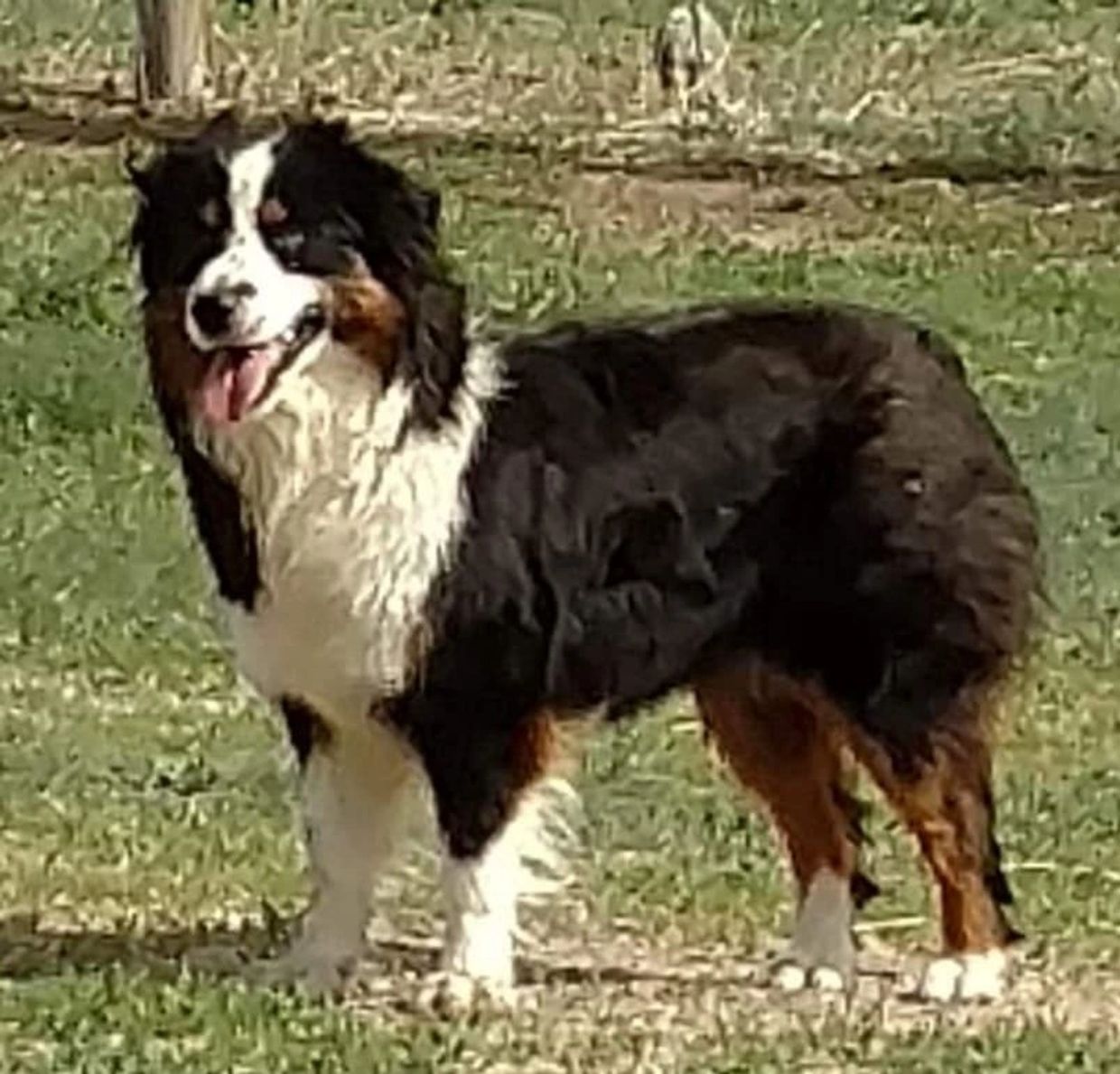 A hazy picture of a beautiful dog with a healthy fur coat