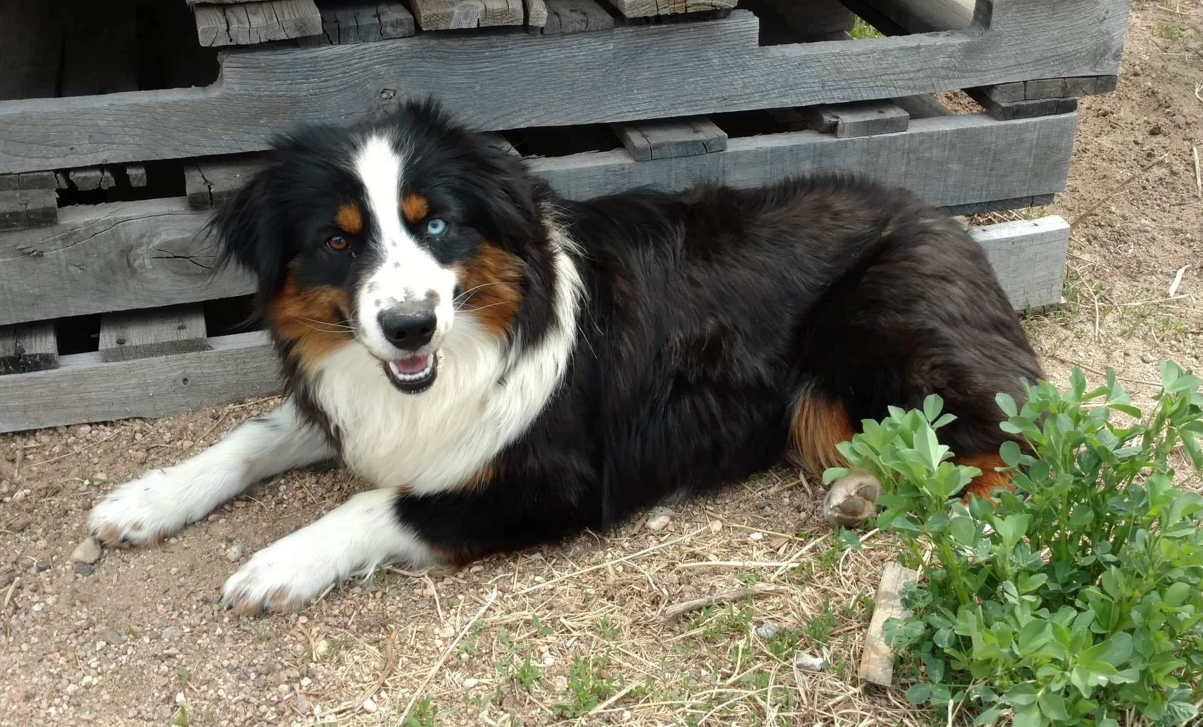 double t mini aussies