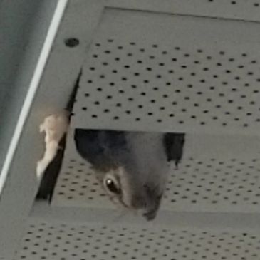 Squirrel (Rodent) in the soffit accessing the attic.