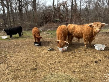 Three cows eating from bowls in a fenced outdoor area with bare trees.