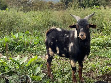 Fainting goat