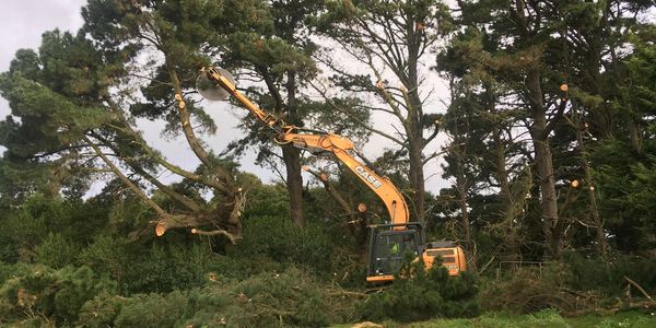 Excavator cutting and removing tree branches in a forest area.