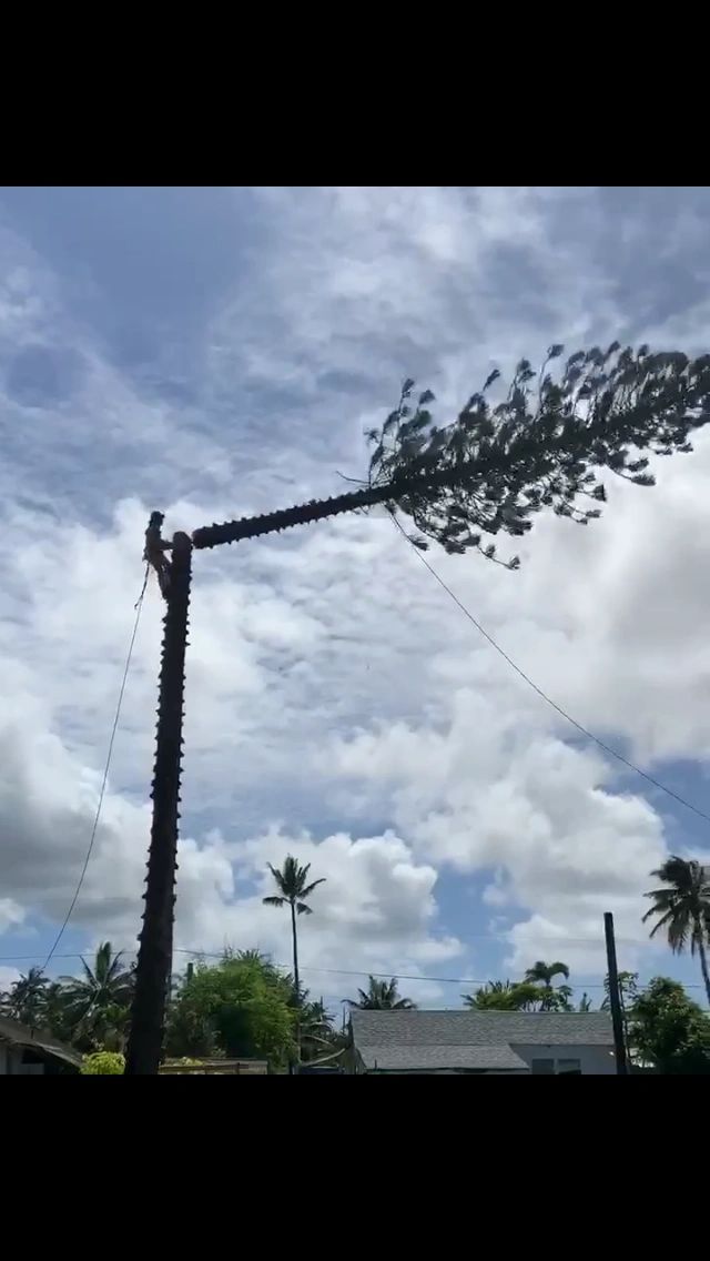 Hawaii Tree Company Tree Trimming and Removal, Arborist