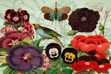 Blue Bird, Butterfly and Pansies