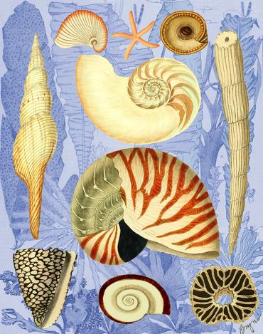 Chambered Nautilus and  More
