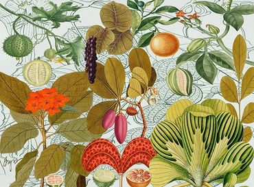 Exotic Fruit Salad
