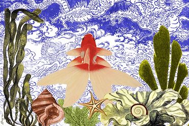 Goldfish in the Sea