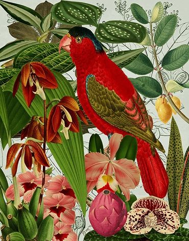 Red Parrot