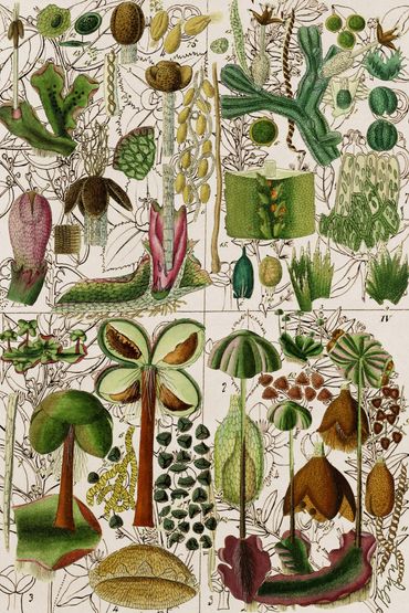The Botany Lesson,