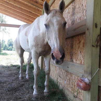 Paint Pony Haven Equine Rescue and Sanctuary