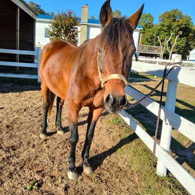 Paint Pony Haven Equine Rescue and Sanctuary