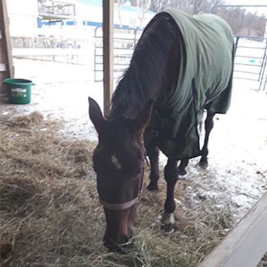 Paint Pony Haven Equine Rescue and Sanctuary