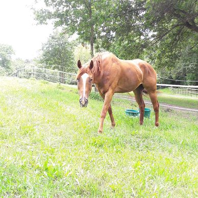 Paint Pony Haven Equine Rescue and Sanctuary