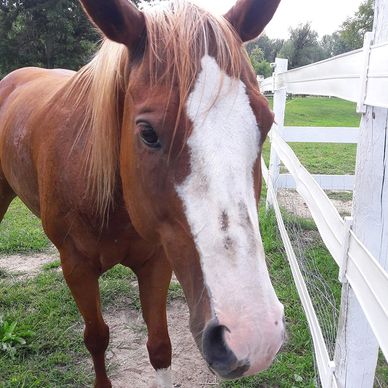 Paint Pony Haven Equine Rescue and Sanctuary