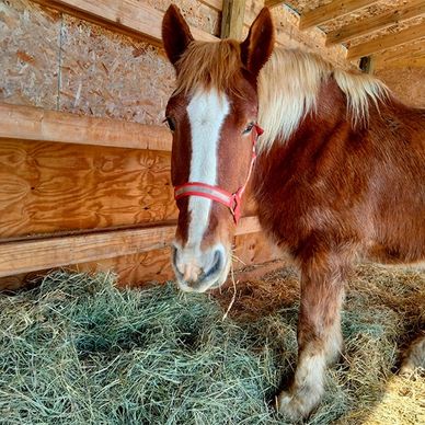 Paint Pony Haven Equine Rescue and Sanctuary