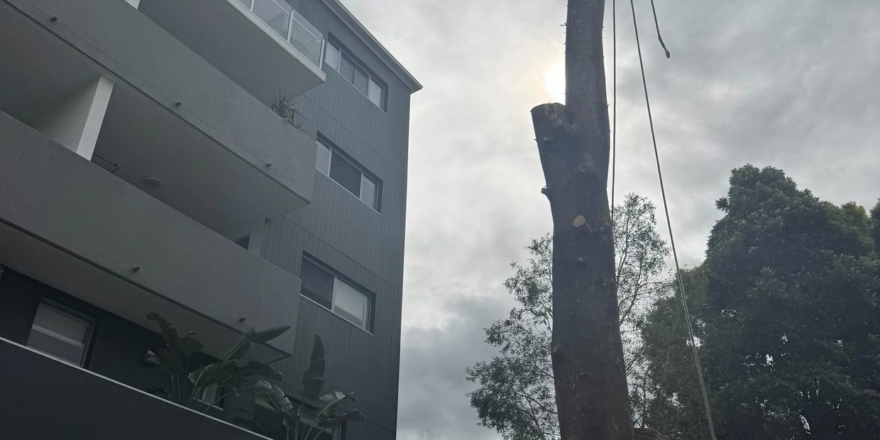 Brisbane apartment tree removal