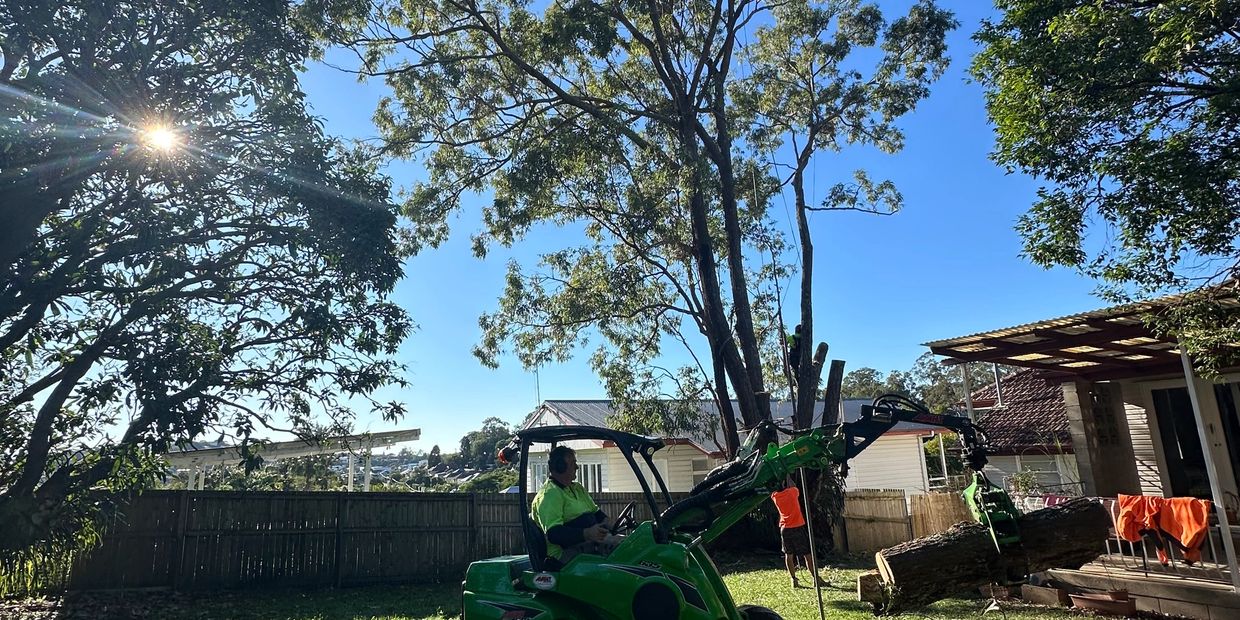 Large tree being removed by tree climber and ground crew.