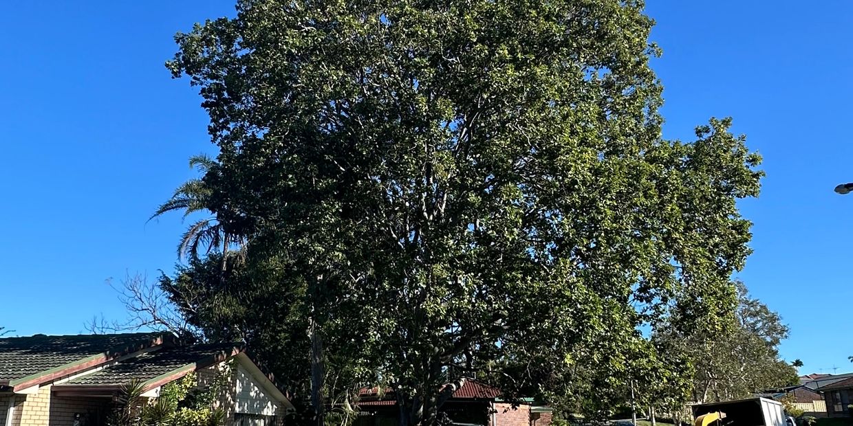 Large tree to be removed, dwarfs house