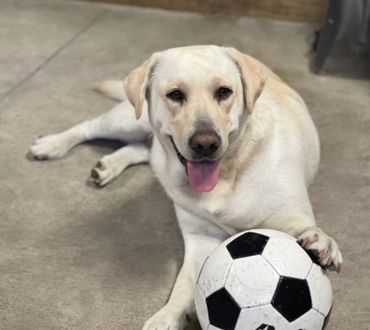 Josie, born Halloween day 2019, is an athlete. She excels in dock diving. 