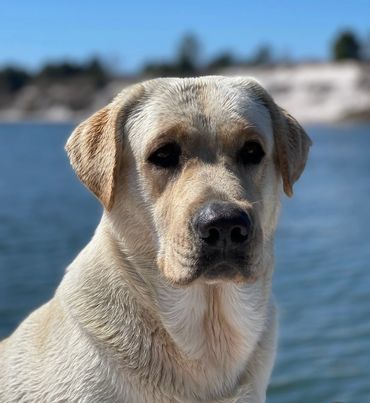 Beaux, born on 4/9/20, is our rule follower. He loves to swim and is eager to please. 