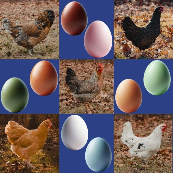 Picture of hens and eggs