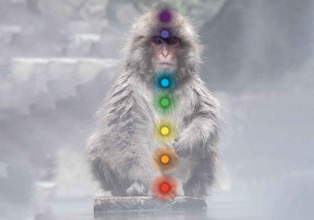 Soul Monkey Intuitive Healing on Tamborine Mountain, karma connections, healing, counselling, trauma
