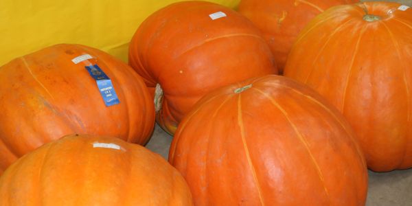 Large orange pumpkins with ribbons on them.