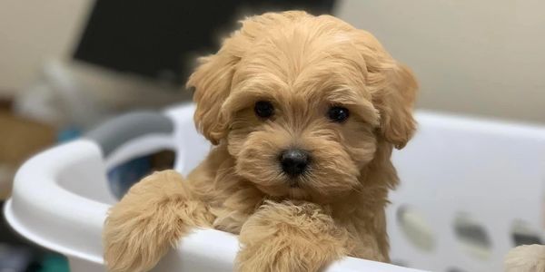 Maltipoo