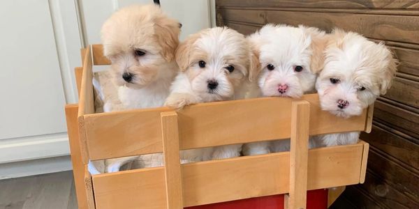 Maltipoo puppies in wagon 