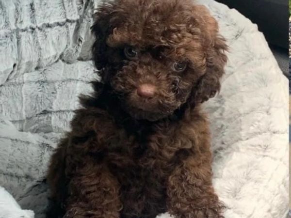 Toy poodle 
