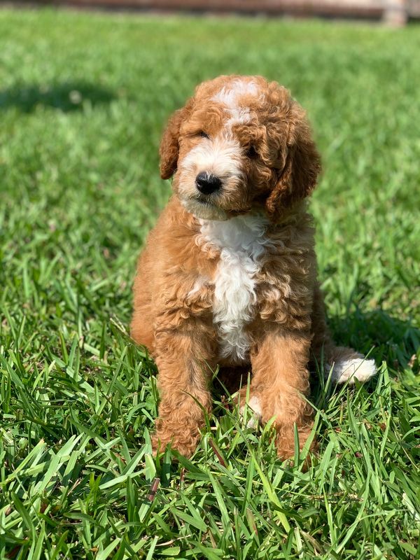 Mini goldendoodle