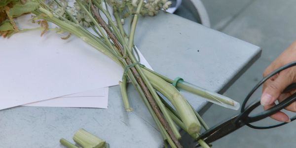 A hand cutting flower stems with scissors on a table.