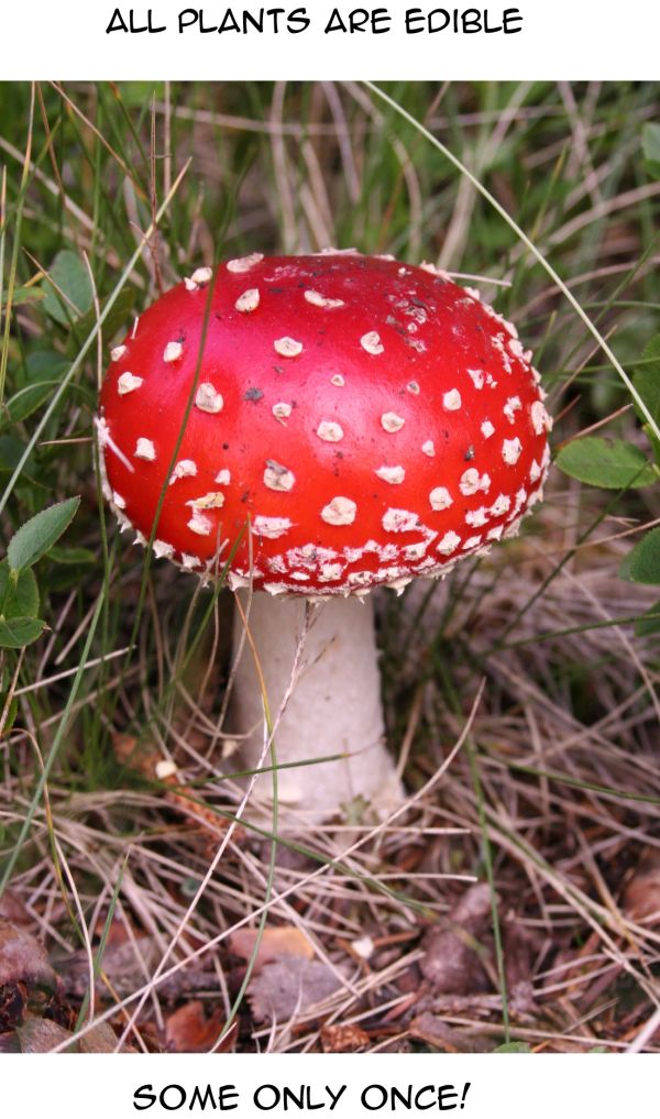 Red mushroom with white spots in grass.