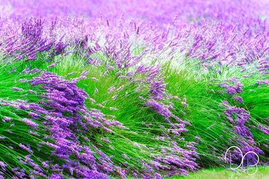 Close up of a field of Lavender field in full bloom.